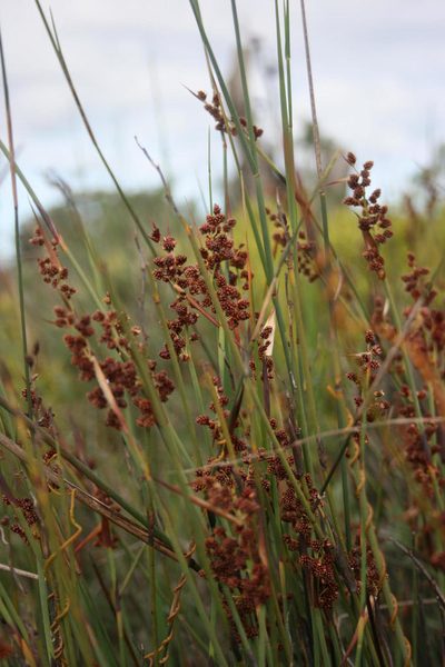 Cannomois arenicola, photographed by Jacques van der Merwe