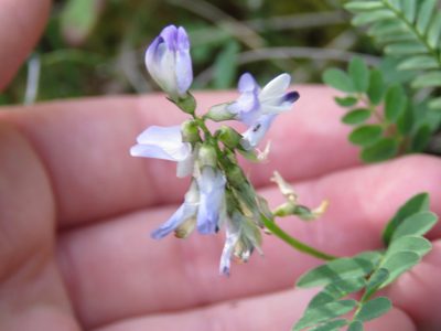 Astragalus alpinus, photographed by Erin Springinotic
