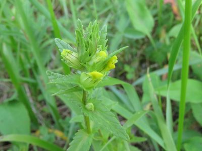 Rhinanthus groenlandicus, photographed by Erin Springinotic