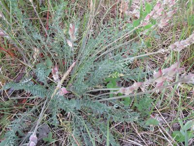 Oxytropis splendens, photographed by Erin Springinotic
