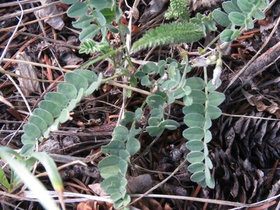 Astragalus alpinus, photographed by Erin Springinotic