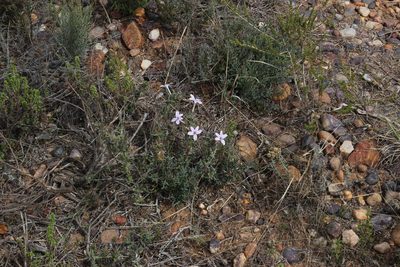 Barleria pungens, photographed by Tony Rebelo