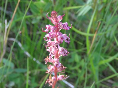 Pedicularis groenlandica, photographed by Erin Springinotic