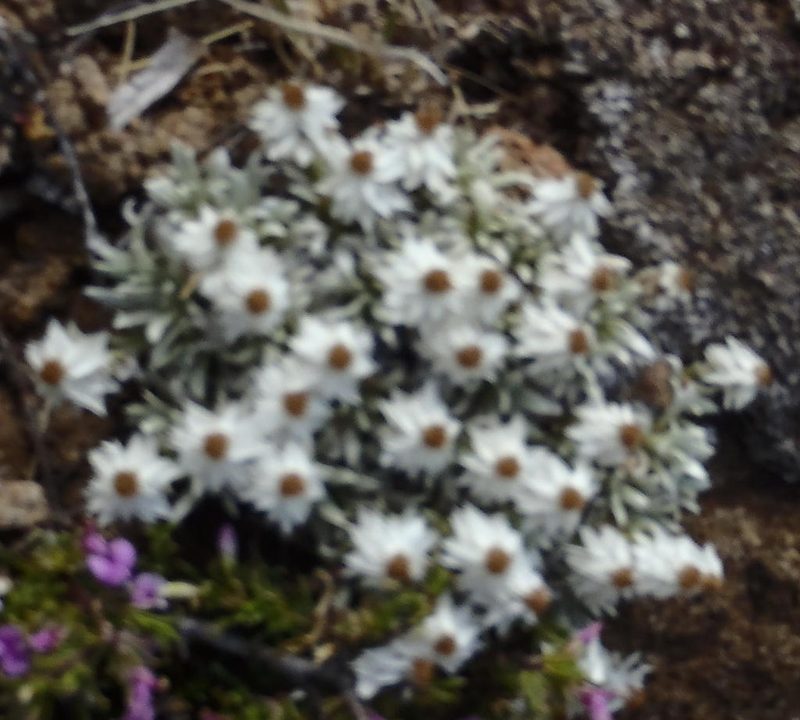 Helichrysum altigenum, photographed by Nicola van Berkel