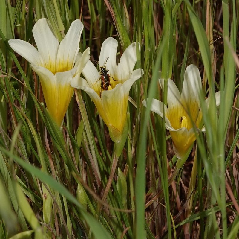 Romulea leipoldtii, photographed by desertnaturalist