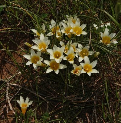 Romulea leipoldtii, photographed by desertnaturalist