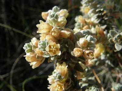 Clutia tomentosa, photographed by Klaus Wehrlin