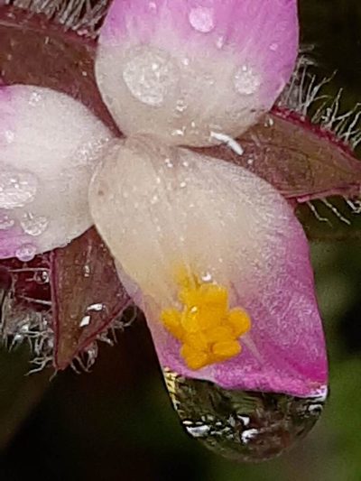 Tradescantia cerinthoides, photographed by Ángela María Gómez M