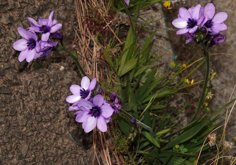 Babiana fragrans, photographed by desertnaturalist