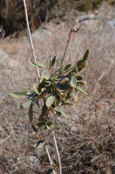 Maerua schinzii, photographed by magriet b