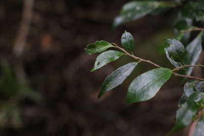 Symplocos baeuerlenii, photographed by Greg Tasney
