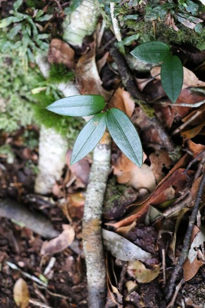 Drymophila moorei, photographed by Greg Tasney