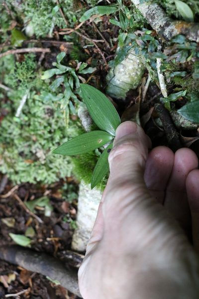 Drymophila moorei, photographed by Greg Tasney
