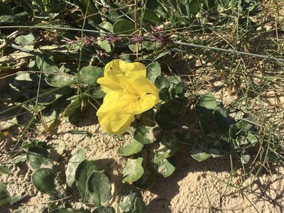Oenothera drummondii, photographed by Jane Canaway