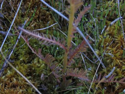 Pedicularis groenlandica, photographed by Erin Springinotic