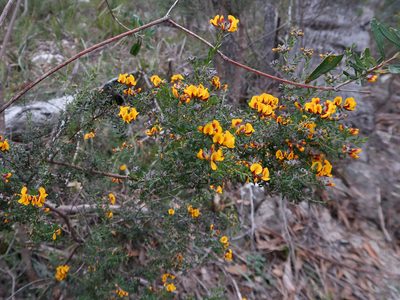 Pultenaea gunnii, photographed by Cowirrie
