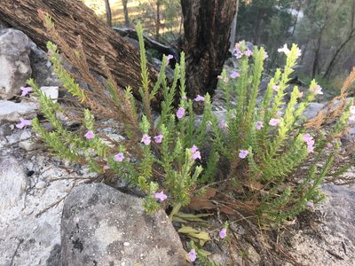 Chloanthes parviflora, photographed by Jane Canaway