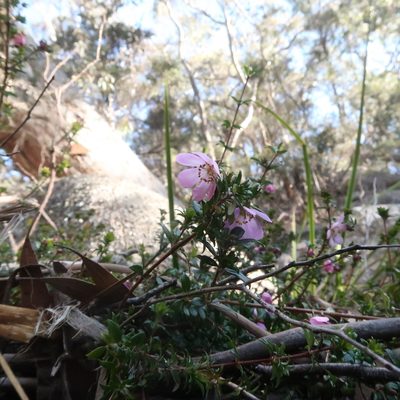 Bauera rubioides, photographed by Cowirrie