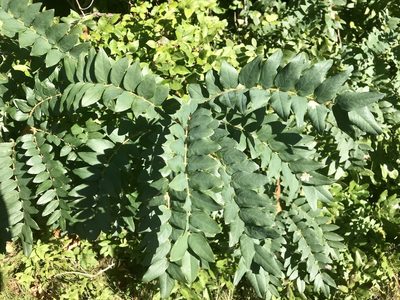 Robinia hispida, photographed by Chase Mathey