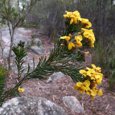 Dillwynia glaberrima, photographed by Cowirrie