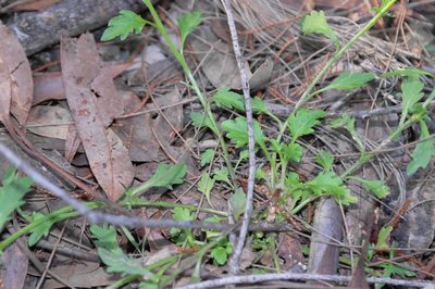 Lobelia andrewsii, photographed by Gary Williams