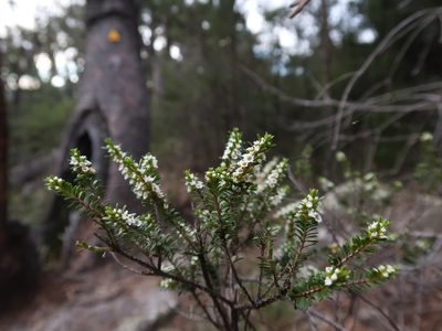 Thryptomene micrantha, photographed by Cowirrie