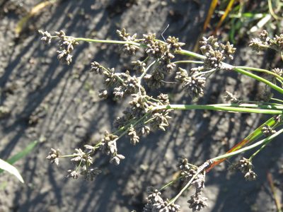 Scirpus microcarpus, photographed by Erin Springinotic