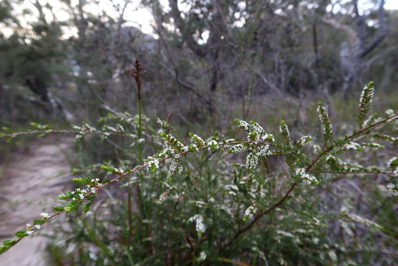 Thryptomene micrantha, photographed by Cowirrie