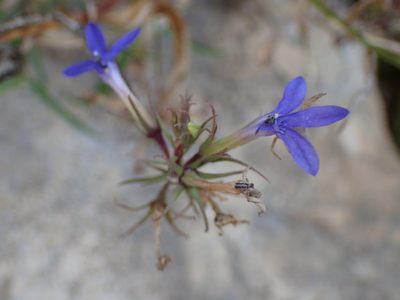 Palmerella debilis, photographed by George Williams