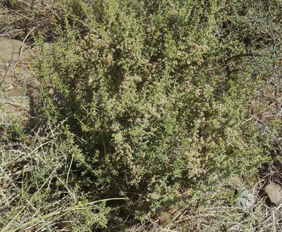 Aizoon cymosum, photographed by Nicola van Berkel