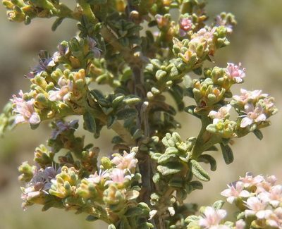 Aizoon cymosum, photographed by Nicola van Berkel