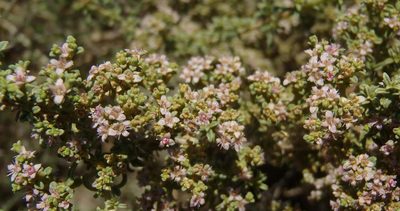 Aizoon cymosum, photographed by Nicola van Berkel