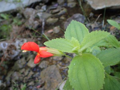Erythranthe cardinalis, photographed by George Williams