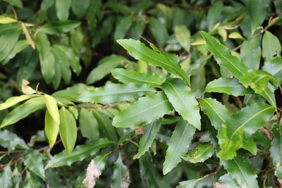 Lomatia arborescens, photographed by Greg Tasney
