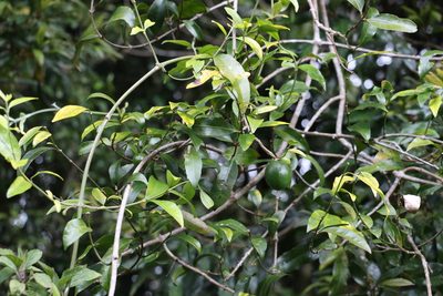 Melodinus acutiflorus, photographed by Greg Tasney