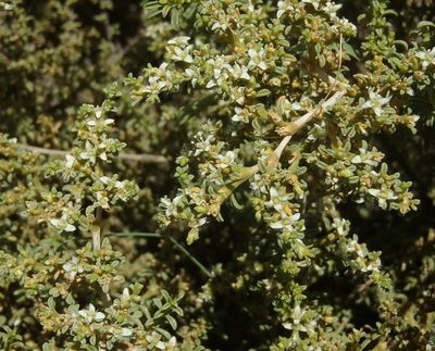 Aizoon cymosum, photographed by Nicola van Berkel
