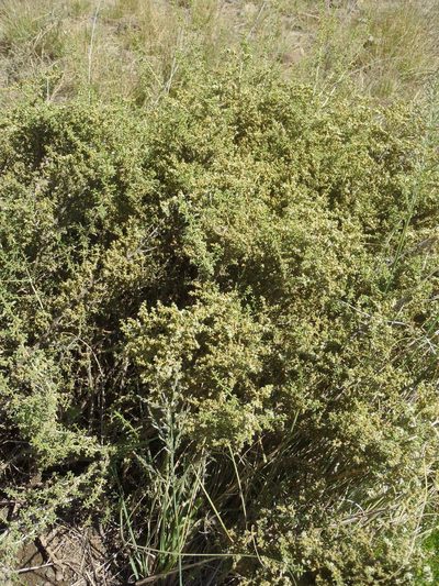 Aizoon cymosum, photographed by Nicola van Berkel