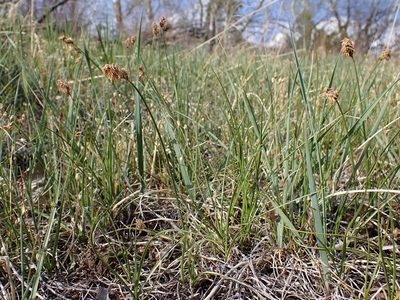 Carex duriuscula, photographed by Matt Lavin