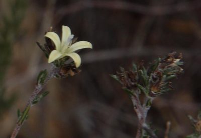Wahlenbergia cinerea, photographed by Tony Rebelo