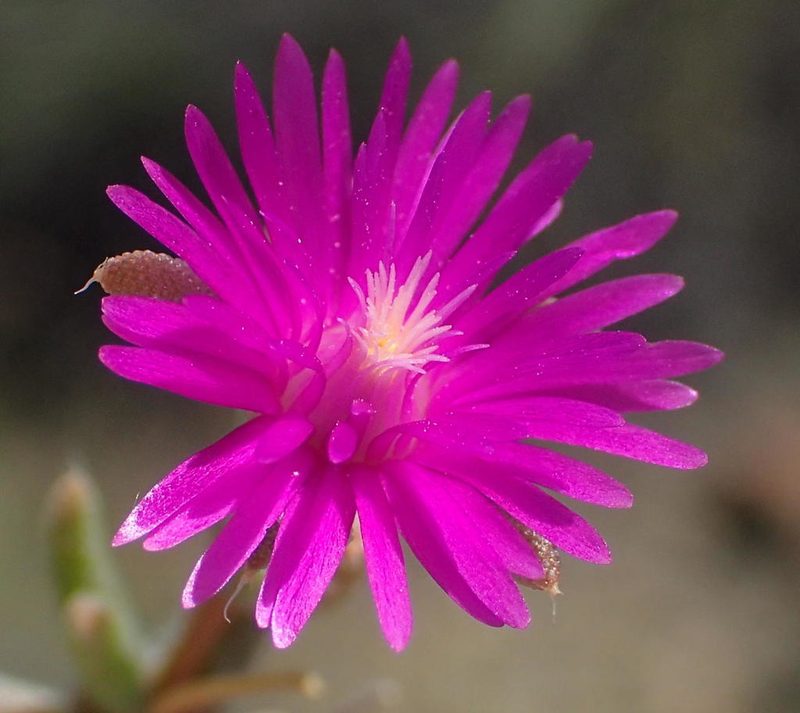 Trichodiadema decorum, photographed by Nicola van Berkel