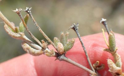 Trichodiadema decorum, photographed by Nicola van Berkel