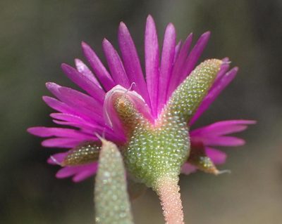 Trichodiadema decorum, photographed by Nicola van Berkel