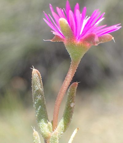 Trichodiadema decorum, photographed by Nicola van Berkel