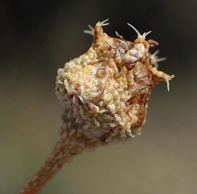 Trichodiadema decorum, photographed by Nicola van Berkel