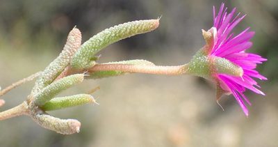 Trichodiadema decorum, photographed by Nicola van Berkel