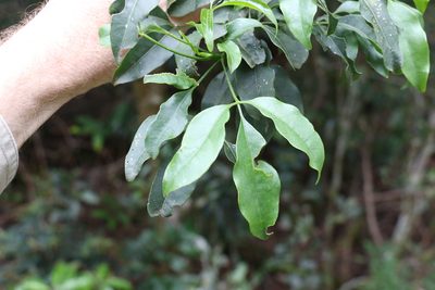 Melicope hayesii, photographed by Greg Tasney