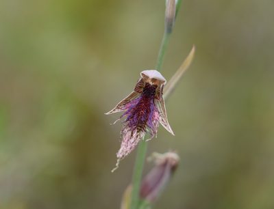 Calochilus robertsonii, photographed by Greg Tasney