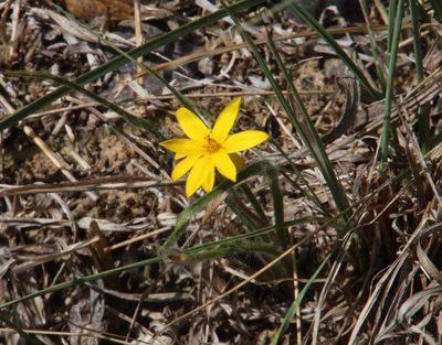 Hypoxis floccosa, photographed by Tony Rebelo