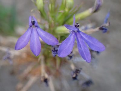 Palmerella debilis, photographed by George Williams