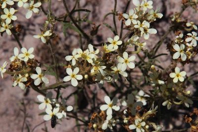 Polycarena capensis, photographed by Tony Rebelo
